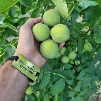 عرضه نهال گردو ژنوتیپ پربار و لیبل دار