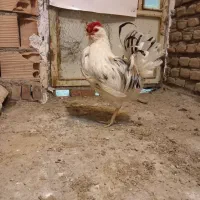 خروس|حیوانات مزرعه|پاکدشت, پاکدشت (مامازند)|دیوار