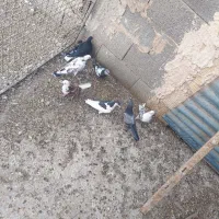 کبوتر معاوضه