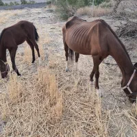 اسب و کره  ماده