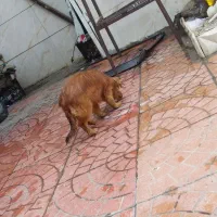 فروش|سگ|ازنا, |دیوار