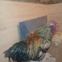 خروس چل جیر