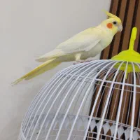 عروس هلندی لوتینو ماده