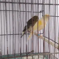 قناری موزاییکی