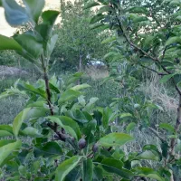 باغ کوچک یا باغچه|فروش خانه و ویلا|صوفیان, |دیوار