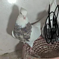 کفتر پرشی|پرنده|چناران, |دیوار