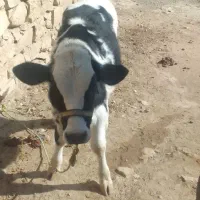 گاو وگوساله|حیوانات مزرعه|کوهدشت, |دیوار