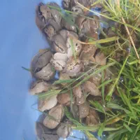 حلزون‌ درشت نر و ماده بهترین کیفیت