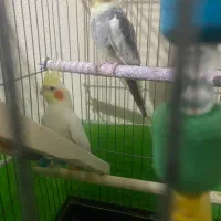 عروس هلندی|پرنده|هشتگرد, شهرک بوستان|دیوار