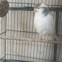 قناری گلستر|پرنده|تهران, مشیریه|دیوار