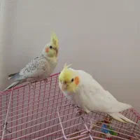 عروس هلندی|پرنده|پیرانشهر, |دیوار