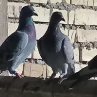 مندلی راکتورسازی