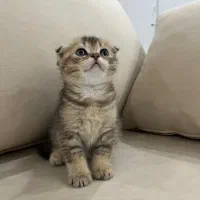 گربه بریتیش اسکاتیش|گربه|تهران, منیریه|دیوار