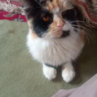 واگذاری گربه