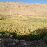 برنج نیم دانه شیروان چرداول خوش عطر|خوردنی و آشامیدنی|کرمانشاه, |دیوار