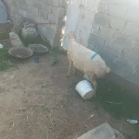 میش جوان فروش