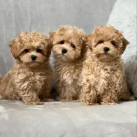 توله پودل توی پودل کرم نسکافه ۷۵ روز