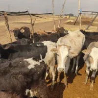 گوساله ماده محلی ۲۲راس