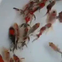 انواع ماهی گلدفیش|ماهی|آمل, |دیوار