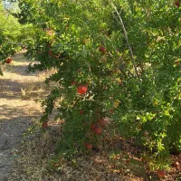 اجاره باغ انار|اجارهٔ دفتر صنعتی، کشاورزی، تجاری|دهاقان, |دیوار