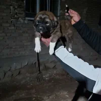 واگذاری توله سرابی