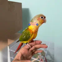 گرینچیک اسپیلت پاید آناناسی