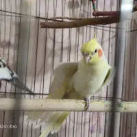 عروس هلندی گمشده