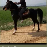 نریان سیلمی 7سال بشرط|اسب و تجهیزات اسب‌سواری|شیراز, شهرک مهدیه|دیوار