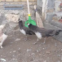 جوجه طاووس|حیوانات مزرعه|نوشین شهر, |دیوار