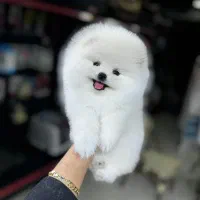 پامرانین و پوودل بازدید حضوری تحویل در دامپزشکی|سگ|اصفهان, باغ زرشک|دیوار