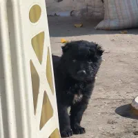 قهدریجانی قدرجونی