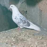 دوکت نر|پرنده|کامیاران, |دیوار