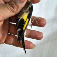 جوجه سهره نر