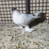 کفتر|پرنده|بافق, |دیوار