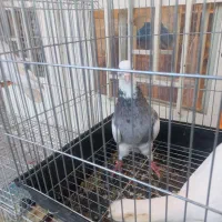 ۴تا طوق سور عروسک