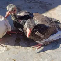 جوجه برا دستی کردن|پرنده|زرند, |دیوار