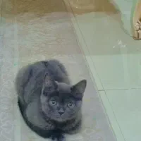 اسکاتیش بلو