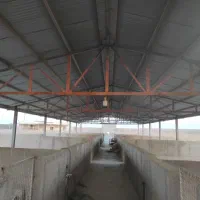 اجاره مزرعه «شتر مرغ ۷۰۰۰»|اجارهٔ دفتر صنعتی، کشاورزی، تجاری|گرمسار, |دیوار