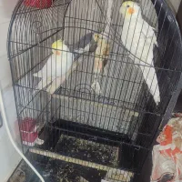 عروس هلندی سخن گو|پرنده|قم, نخودی|دیوار