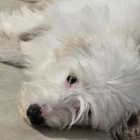 واگذاری رایگان سگ تریر