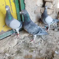 دو عدد ماده و یکی نر مسافتی جوجه نشسته