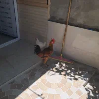 خروس لاری پا بلند