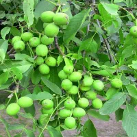 نهالستان میوه و گردو های پربار و مقاوم پالیز|خدمات باغبانی و درختکاری|مبارکه, |دیوار