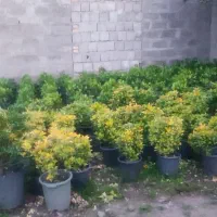 گل و گیاه