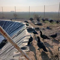 مرغابی و غاز