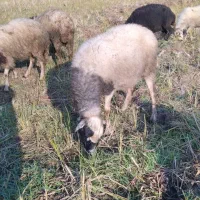 گوسفند ماده۶تا|حیوانات مزرعه|املش, |دیوار