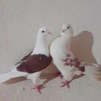 کفتر  قدیمی