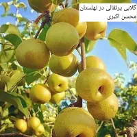 نهال های میوه در نهالستان اکبری|گل و گیاه طبیعی|مشهد, خواجه ربیع|دیوار