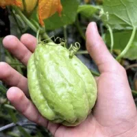 کدوی چایوت مواد مغزی بالا