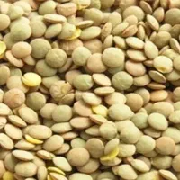 عدس تازه درجه یک و بوجاری شده